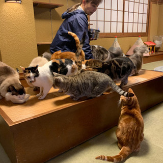 🐈猫カフェ行く人募集☕️