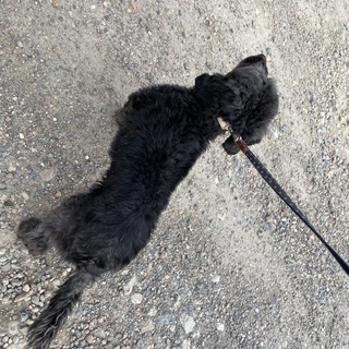里親さん募集中です！！ - 犬
