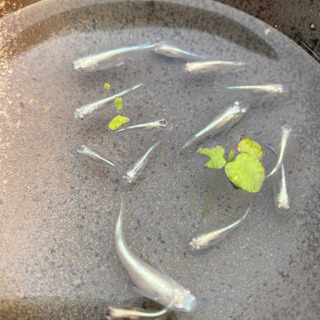 【選別済】鉄仮面めだか(みゆきフルボディ)1匹の画像