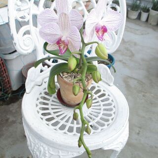 胡蝶蘭　農林水産大臣賞をもらった品種になりますの画像