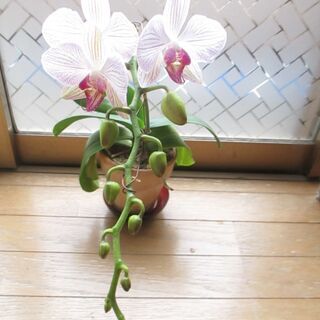 胡蝶蘭　農林水産大臣賞をもらった品種になりますの画像
