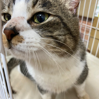 かわいい声で鳴く猫ちゃんです♬