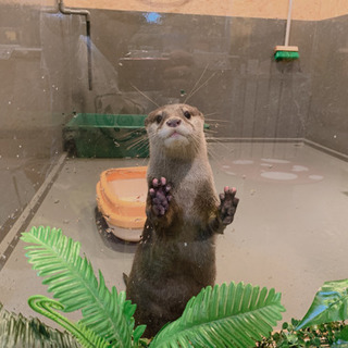 ふれあい動物園　パート　アルバイト募集の画像