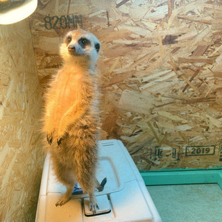 ふれあい動物園　パート　アルバイト募集の画像