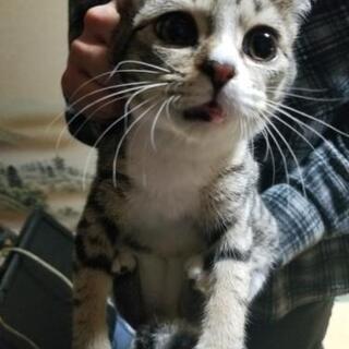 2匹トライアル中 オス1匹の里親募集中！