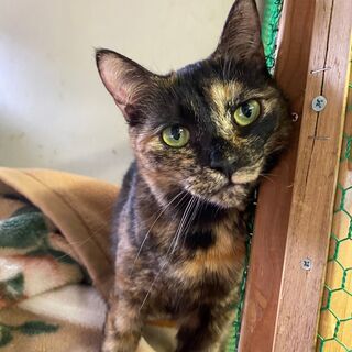 保護猫たみちゃん・里親さんを募集しています