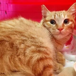 仲良し兄弟で里子に出ました！鍵しっぽ茶トラ君　５か月齢