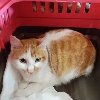 仲良し兄弟で里子に出ました＾＾！かぎしっぽ　茶白くん５か月齢