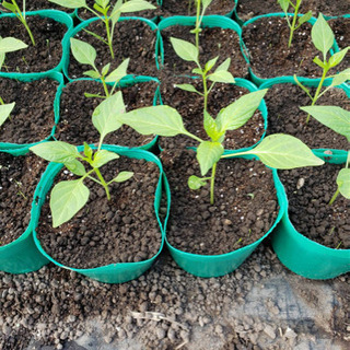 農家でバイトしませんか？の画像