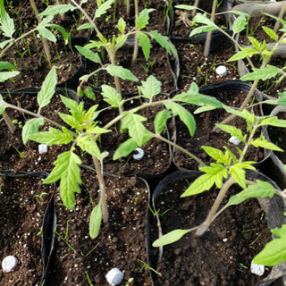 農家でバイトしませんか？の画像