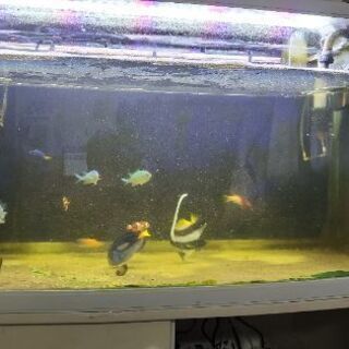 海水魚　ナンヨウハギ　カクレクマノミ等