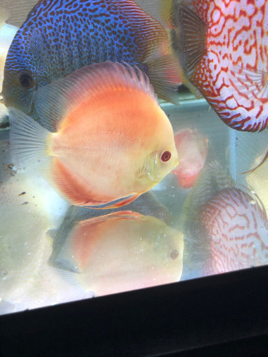 アルビノディスカス3種セット(熱帯魚水槽)