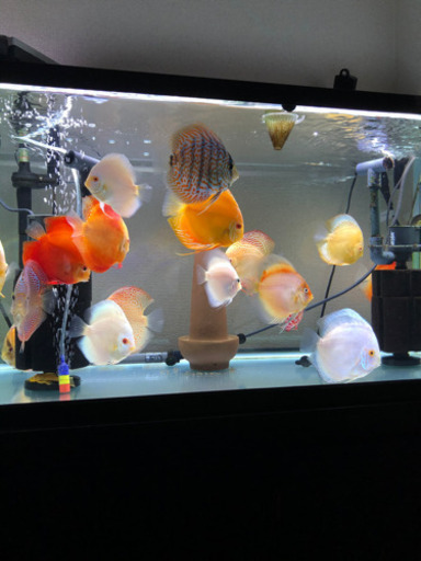 アルビノディスカス3種セット(熱帯魚水槽)