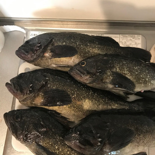 釣堀の仲間を募集しています‼︎