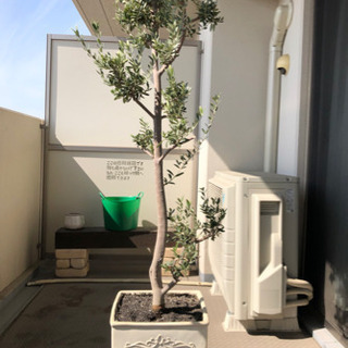 お取引先決まりました！　　オリーブ　観葉植物　　　　　　　　　枕...