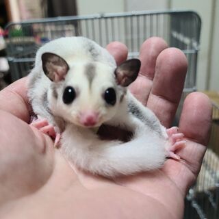 動物が好きな人 - 広島市