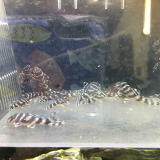 熱帯魚キンペコ、