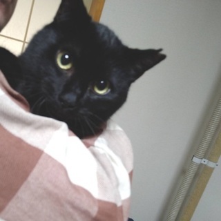 正式譲渡　キャリアさんです🧚‍♂️☆背中に乗っちゃう黒猫の男の子☆
