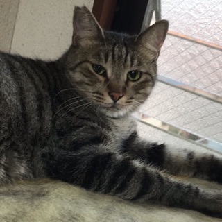【 里親様決定 】募集を終了させて頂きます。皆様、有難う御座いました！