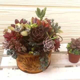 交渉中！　★多肉植物の寄植えセット①♪
