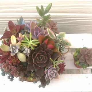 交渉中！　★多肉植物の寄植えセット①♪の画像