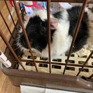 モルモット里親募集