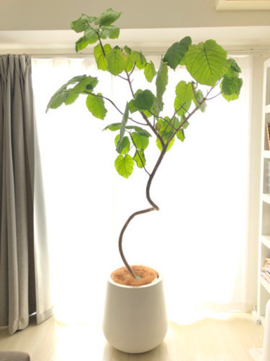 【商談中】観葉植物　ウンベラータ　193cm