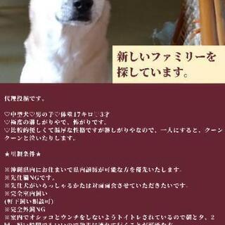 里親募集