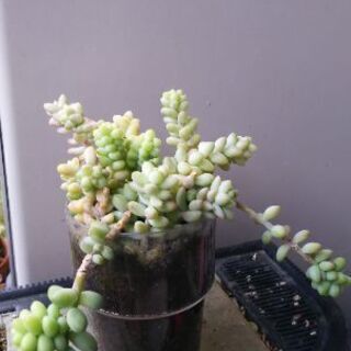 多肉植物 その49