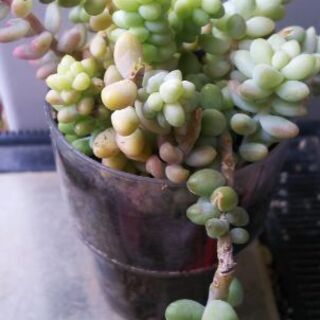 多肉植物 その49の画像
