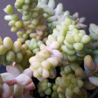 多肉植物 その49の画像