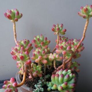 多肉植物その40の画像