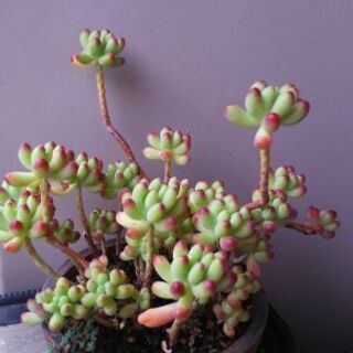 多肉植物その40