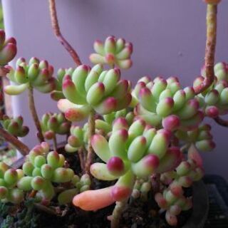 多肉植物その40の画像