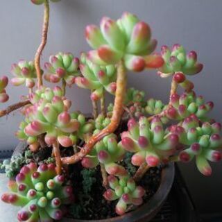 多肉植物その40の画像