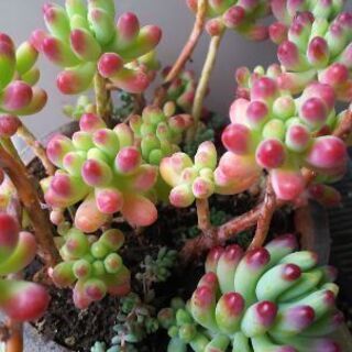 多肉植物その40の画像