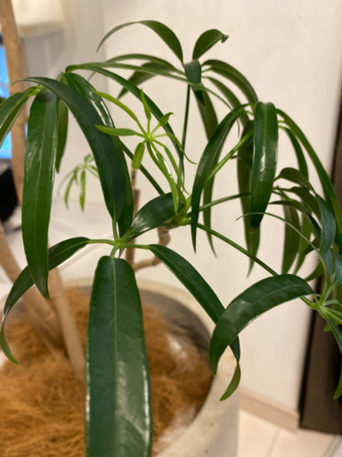 無印良品の観葉植物鉢13号　　　　　　　　取りに来ていただける方にお譲りします。
