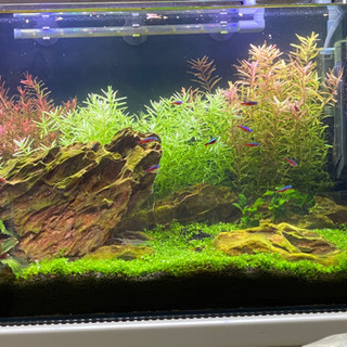 熱帯魚