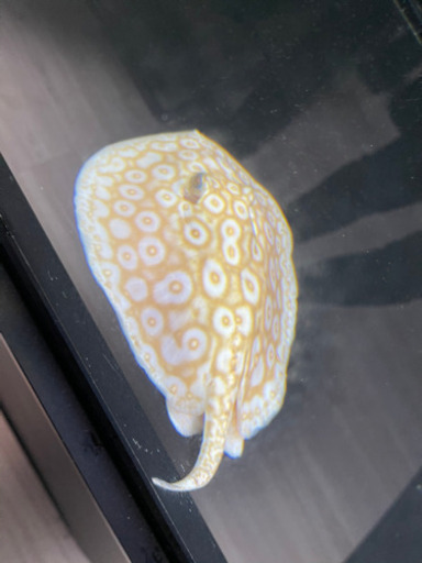 淡水エイ/クロコダイルスティングレイ、ダイヤモンドポルカなど