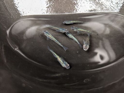 サファイアめだか　成魚1ペア