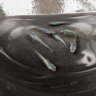 🐦サファイアめだか　成魚1ペア