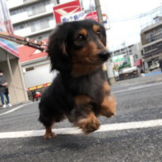 カニンヘンダックス 5才 オス(シルバーダッフル血統書付き)