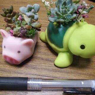 ちま寄せ植えセット