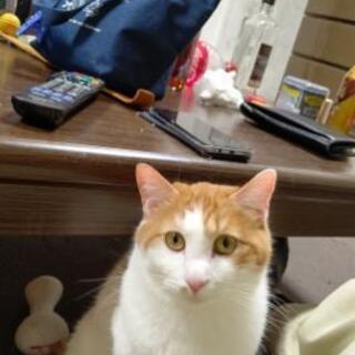 茶白の男の子 里親候補決定の為一時停止します。