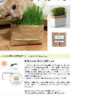 猫草 新品4パック