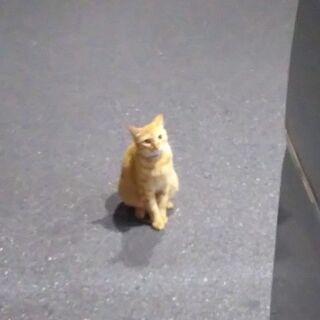チャーター便　一日貸し切り便　軽作業など　