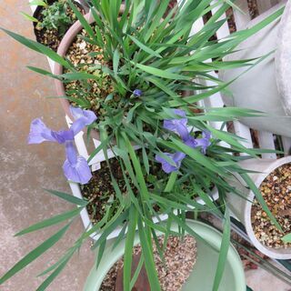 満州コアヤメ、戸畑アヤメ、三寸アヤメの画像