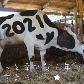 Adobe Photoshop Elements（フォトショ簡易...