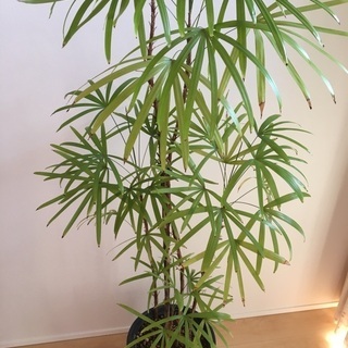 観葉植物