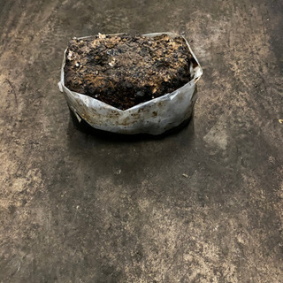 しいたけの廃菌床差し上げます。